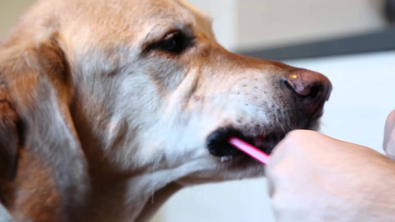 Banfield Pet Hospital - At-home Cat and Dog Dental Care Tips