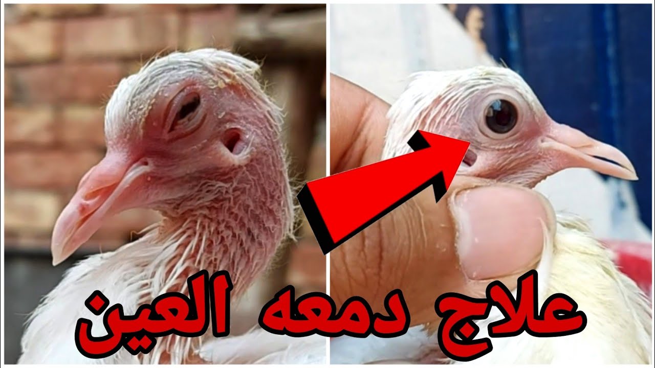 علاج دمعه العين والبرد والنهجان في الحمام والطيور عملي
