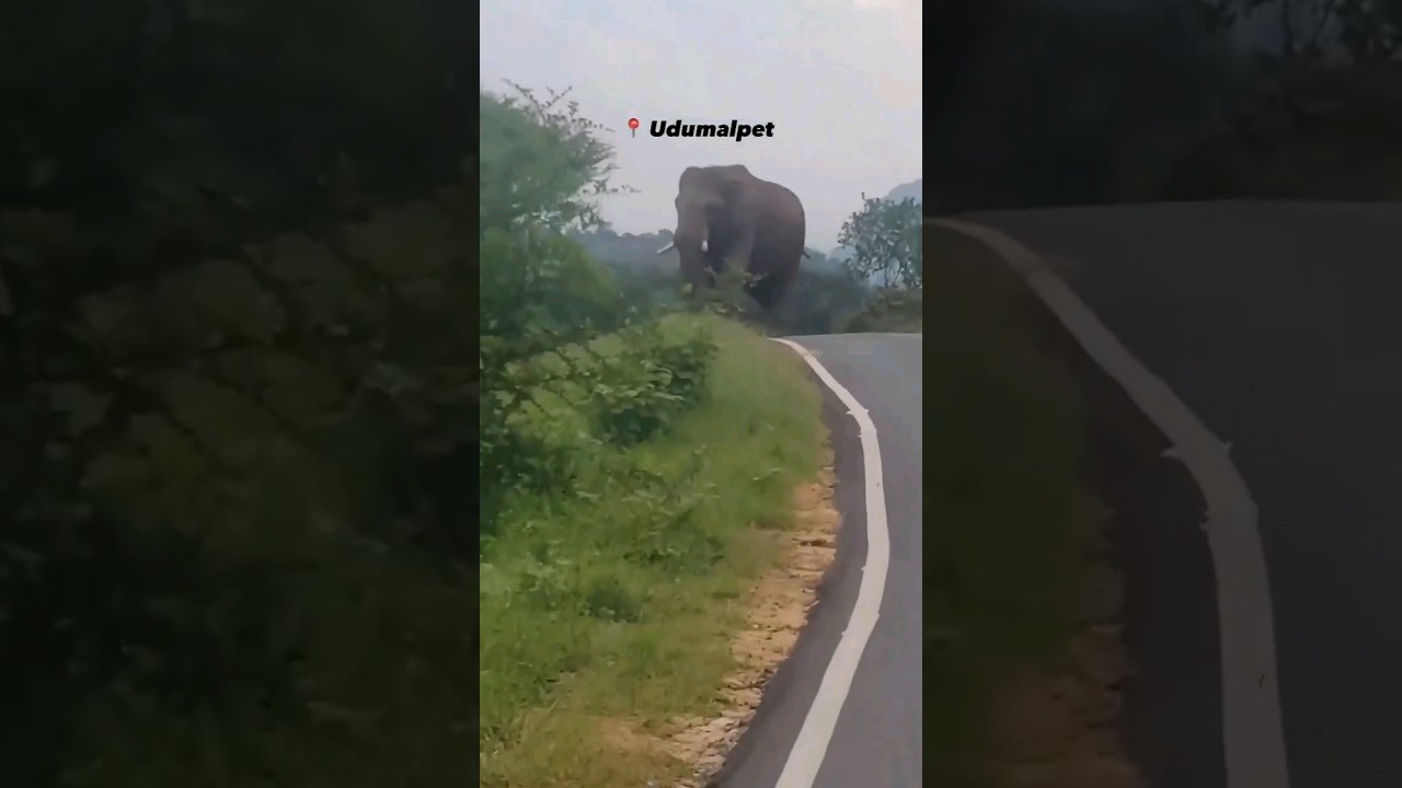 Udumalpet to Munnar🤭 #udumalpet #munnar #elephant #tirupur #welovetirupur