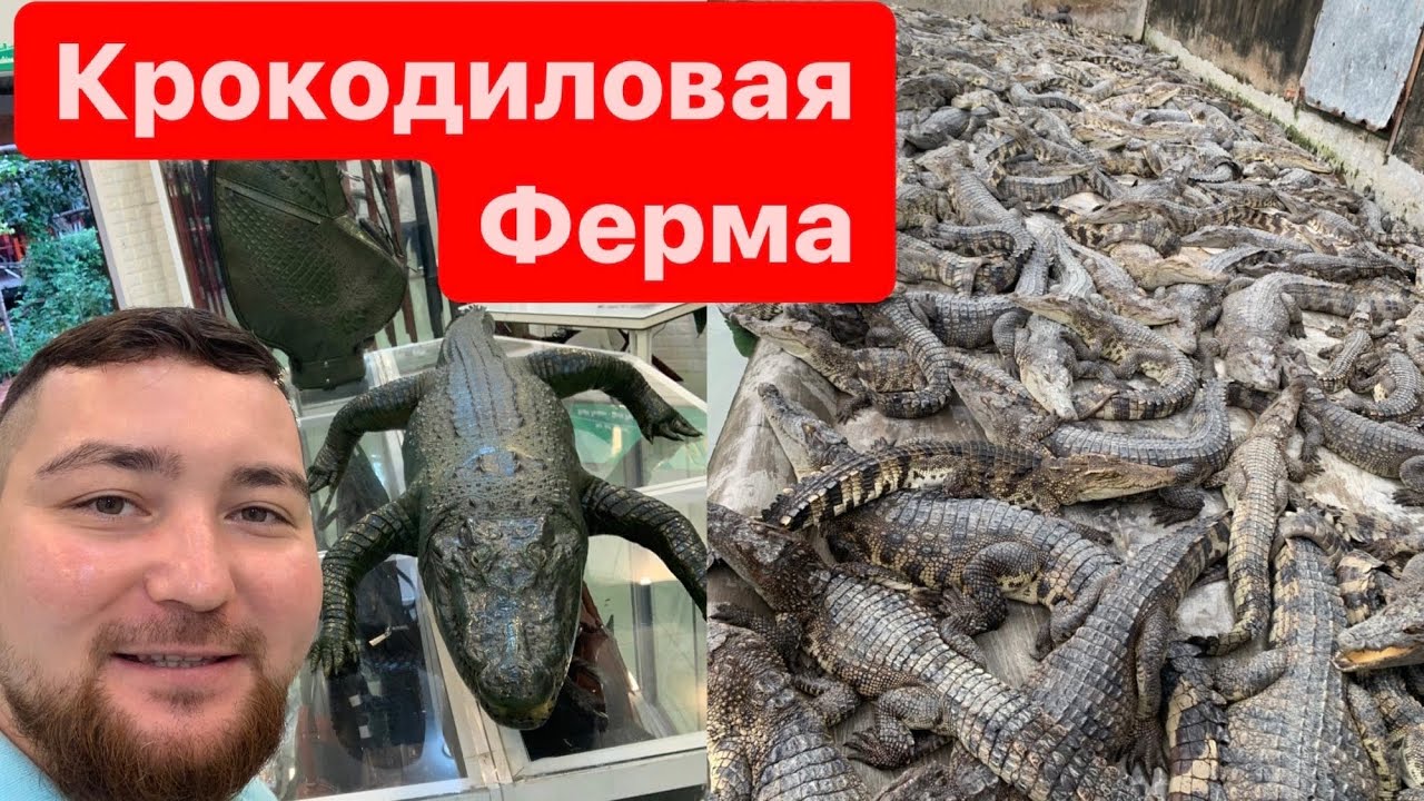 Самая большая Крокодиловая ферма в мире. Вьетнам Изделия из кожи крокодила Crocodile farm in Vietnam