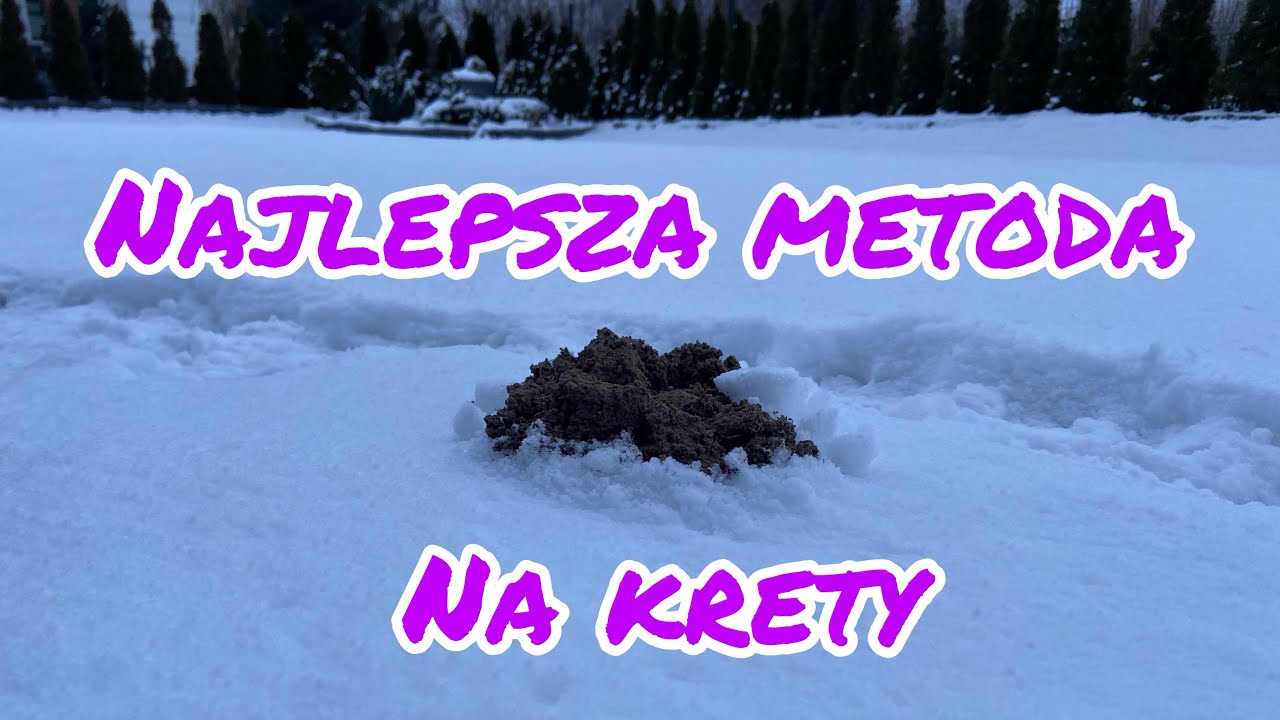 Zima idzie, a krecik ryje! - najlepsza metoda na zwalczanie kretów i nornic - Quickphos Tablets
