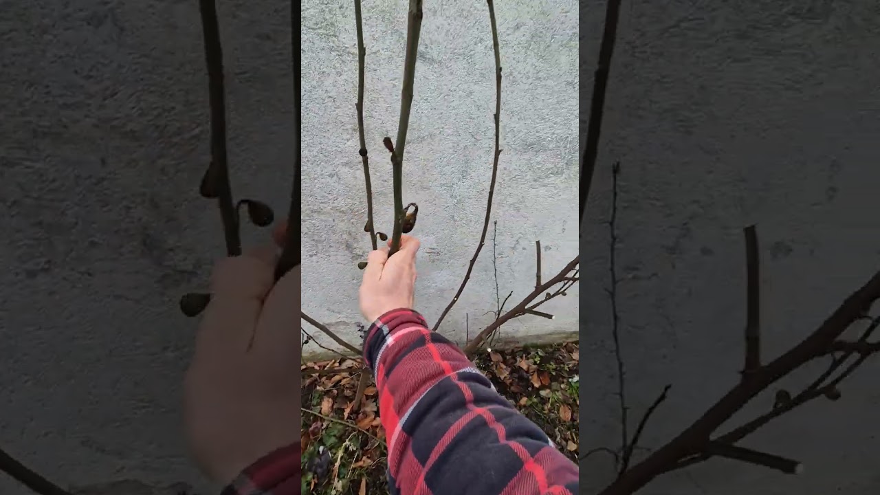 Feige - Winterpflege und Steckhölzer schneiden DIY 