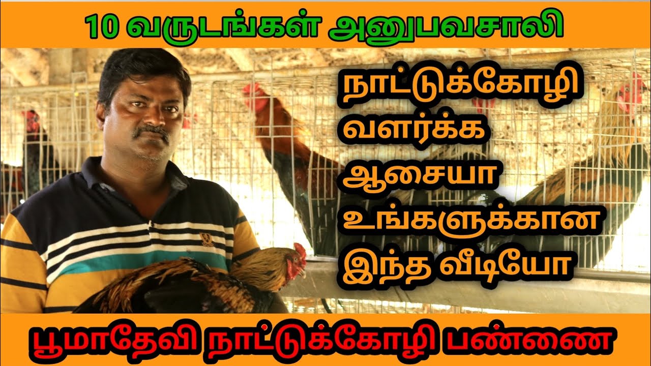 நாட்டுக்கோழி வளர்க்க ஆசையா உங்களுக்கான இந்த வீடியோ...