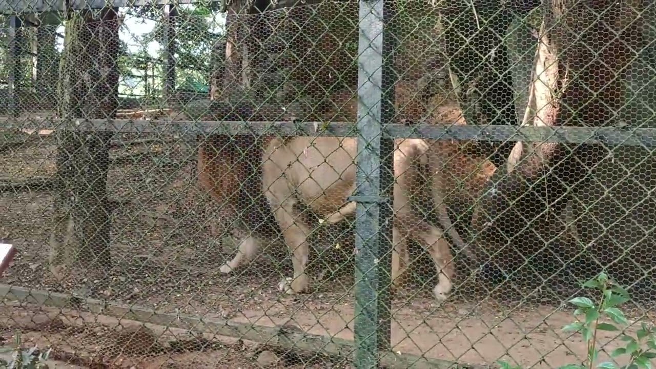 #benguluru park lion