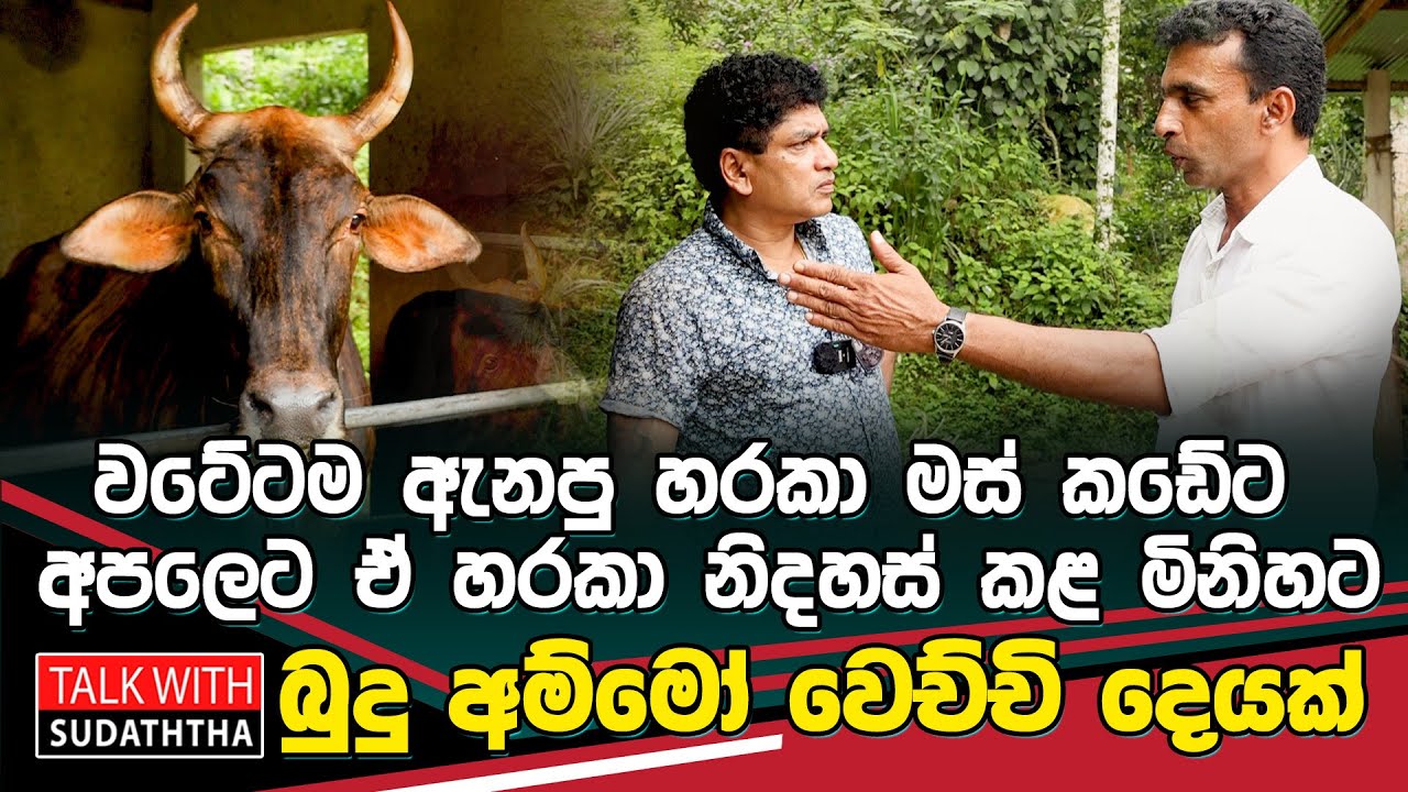 වටේටම ඇනපු හරකා මස් කඩේට අපලෙට ඒ හරකා නිදහස් කළ මිනිහට බුදු අම්මෝ වෙච්චි දෙයක් talk with sudaththa