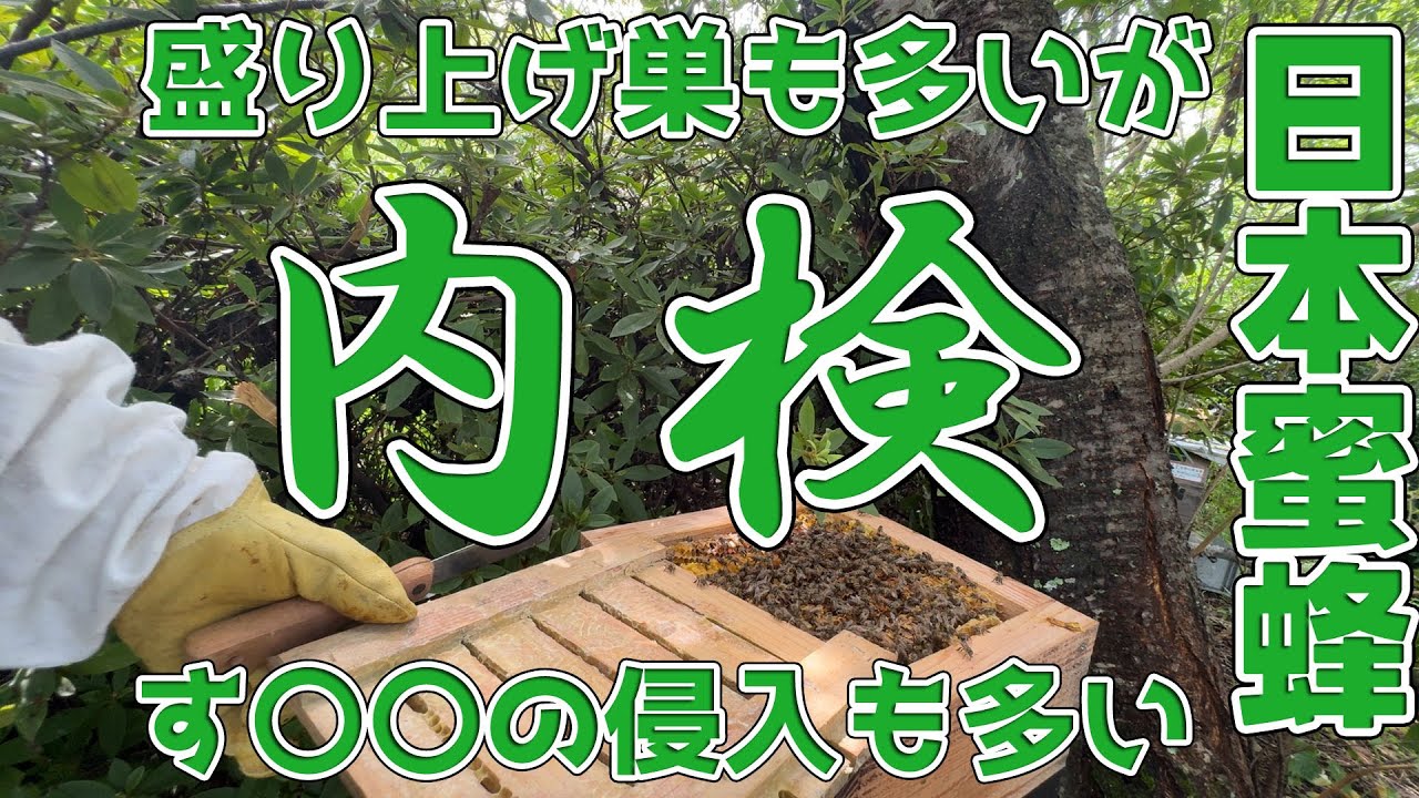 内検 ニホンミツバチ 盛り上げ巣も多いし すむしの侵入率も高い・私はスノコの盛り上げ巣を除去します。