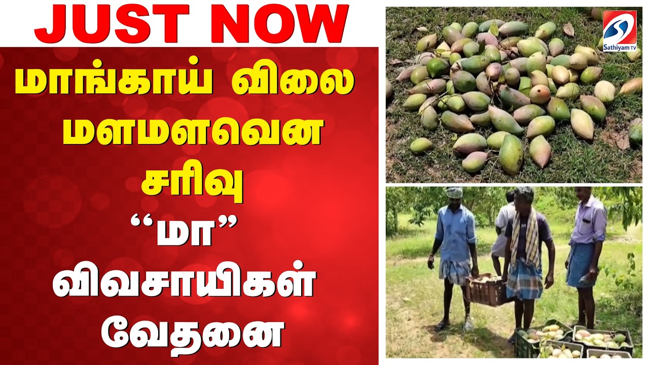 மாங்காய் விலை மளமளவென சரிவு - ''மா'' விவசாயிகள் வேதனை | Pernampet | Vellore | Mango Price |