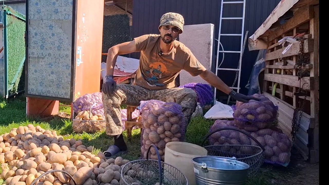 Цей сорт🥔🥔 картоплі найсмачніший🔥Цей сорт мене шокував,Залишаєм на посадку‼️ФГ Маланка🥔🥔