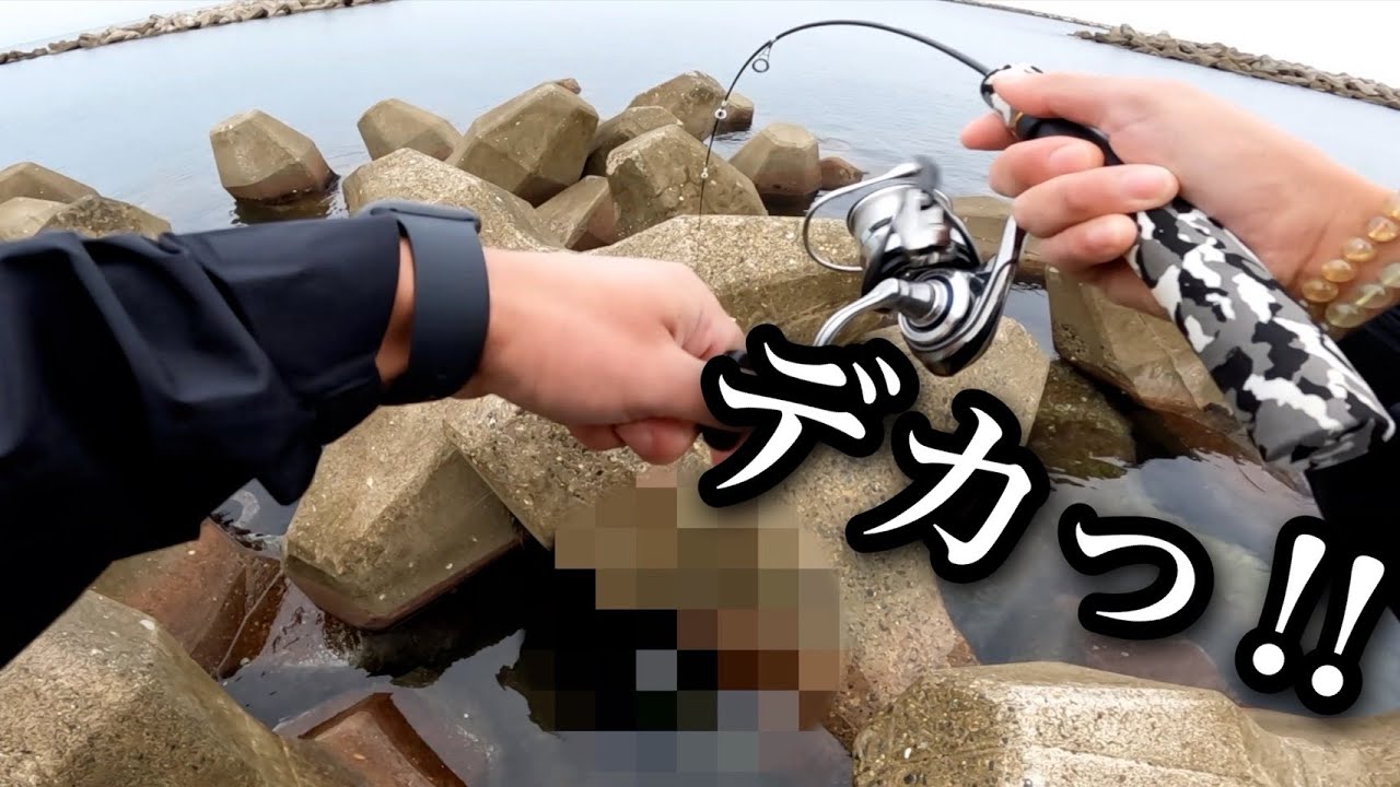 イカを使ったらデッカイ根魚釣れました！！【穴釣り】