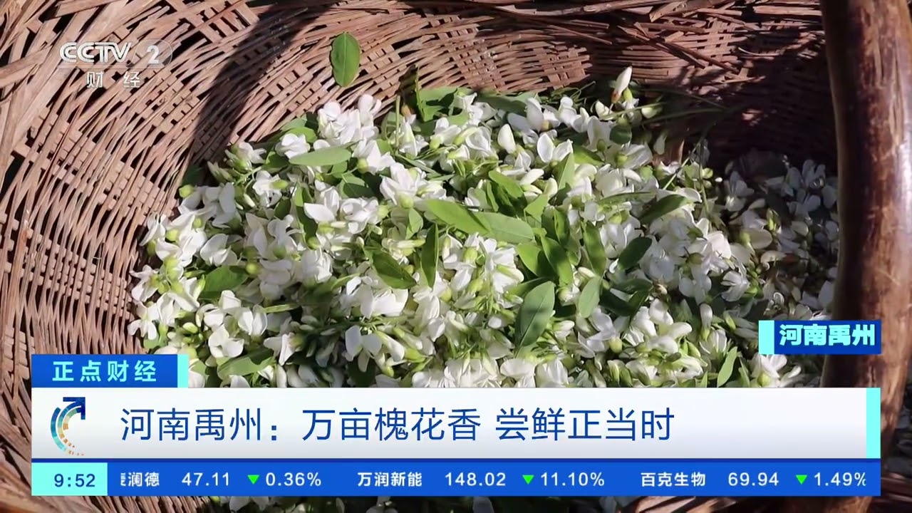 [正点财经]河南南阳：漫山开遍映山红| 财经风云