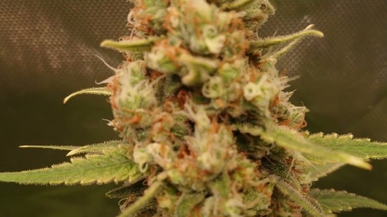 Critical Orange Punch - Flowering Day 55
