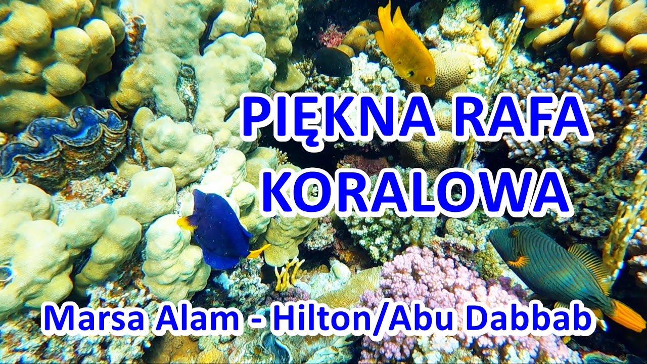 Piękna rafa koralowa - Hilton/Abu Dabbab EGIPT