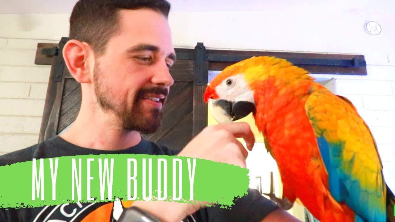 Introducing Phoenix My Camelot Macaw!!!!!