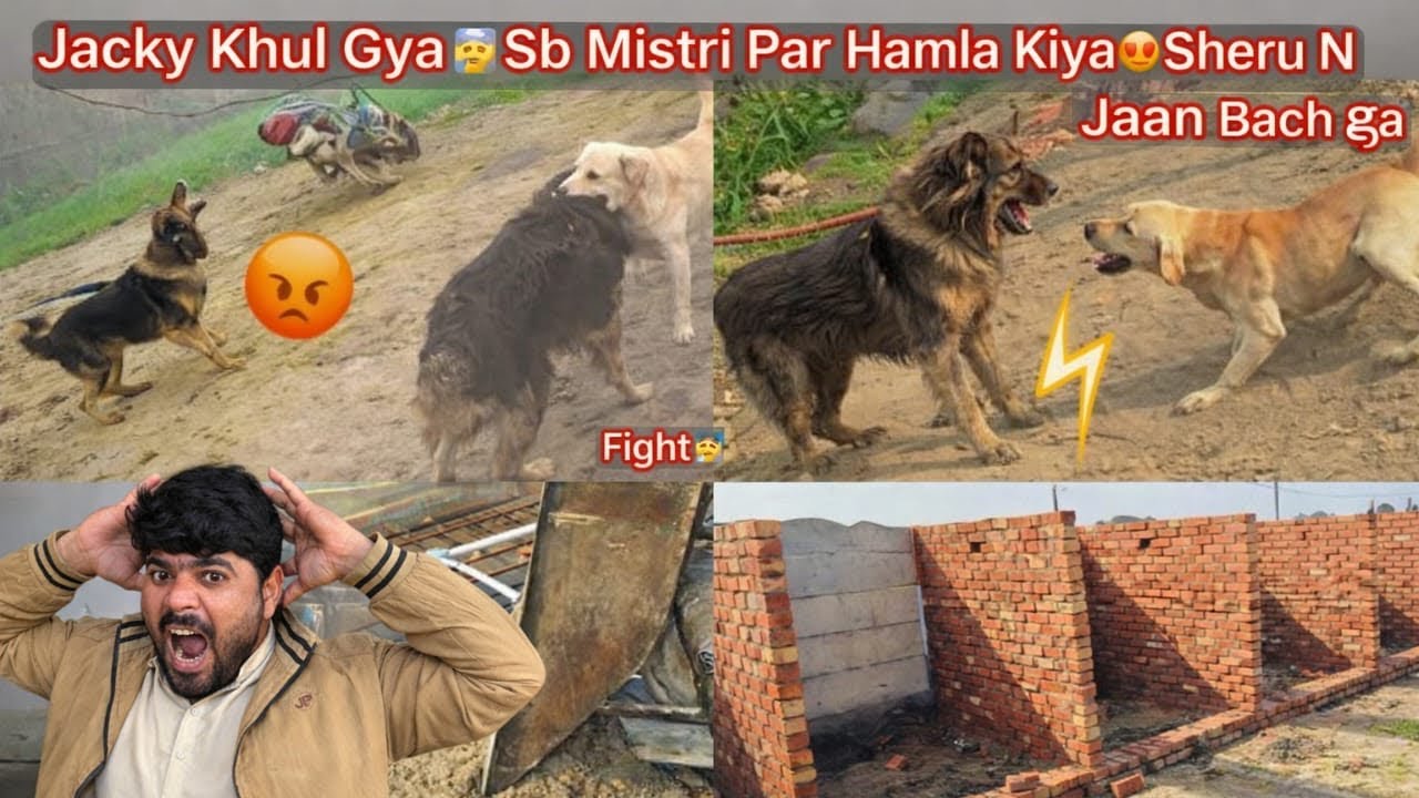 Jacky Khul Gya😰Ejaz ka Gaon Kiya😡Sheru N Jaan Bachai🐶Finally Room Ki Chat Par Lanter Dal Gya😍