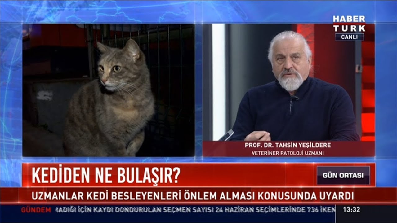 Kedi besleyenler dikkat! - Veteriner Patoloji Uzmanı Prof. Dr. Tahsin Yeşildere