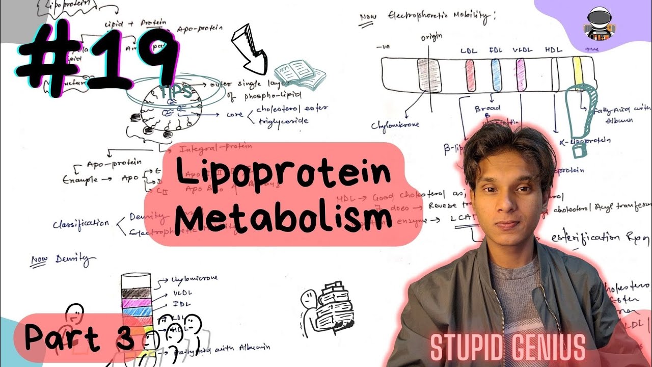 HDL Metabolism | Electrophoresis of lipoprotein | lecture 19 | Stupid Genius