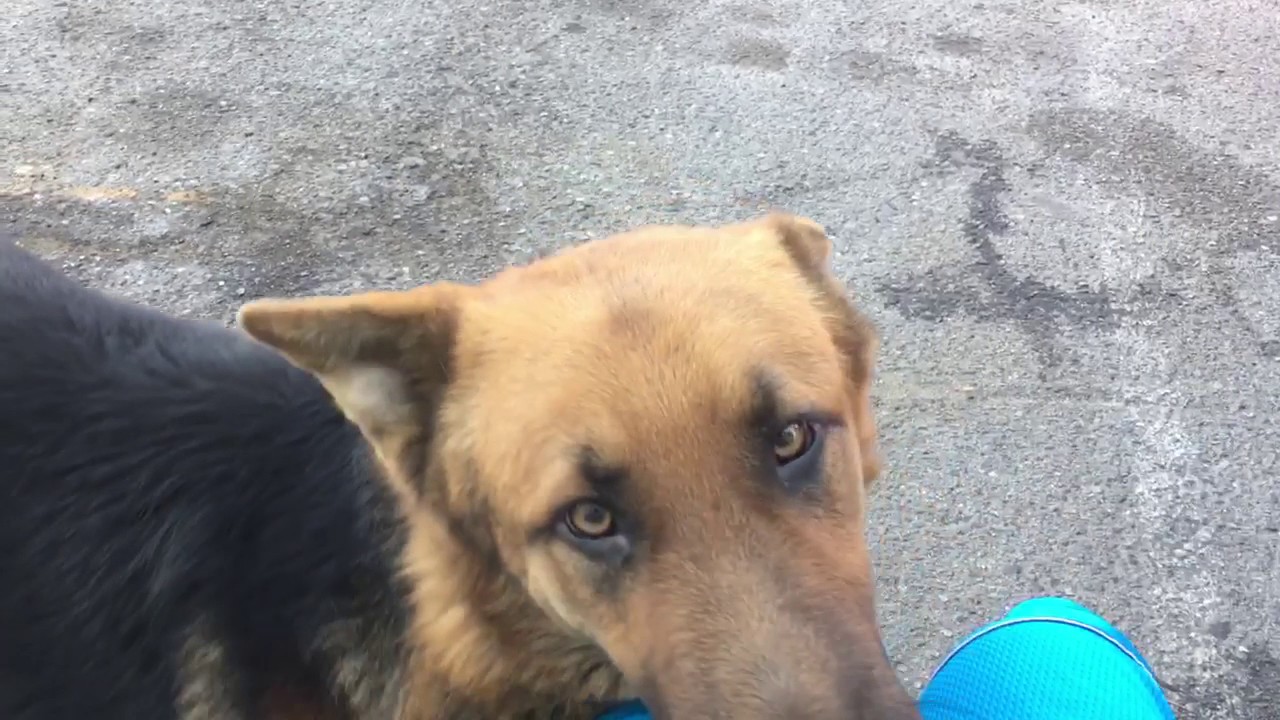 Needy German shepherd