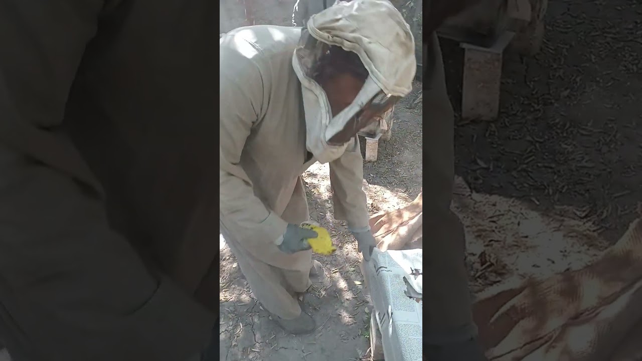 يوميات نحال بمنحل الشفاء نجع حمادي11