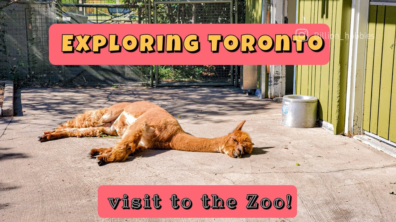 Why were all the animals sleeping in Toronto Zoo? | Vacation Series 2021 Episode 3