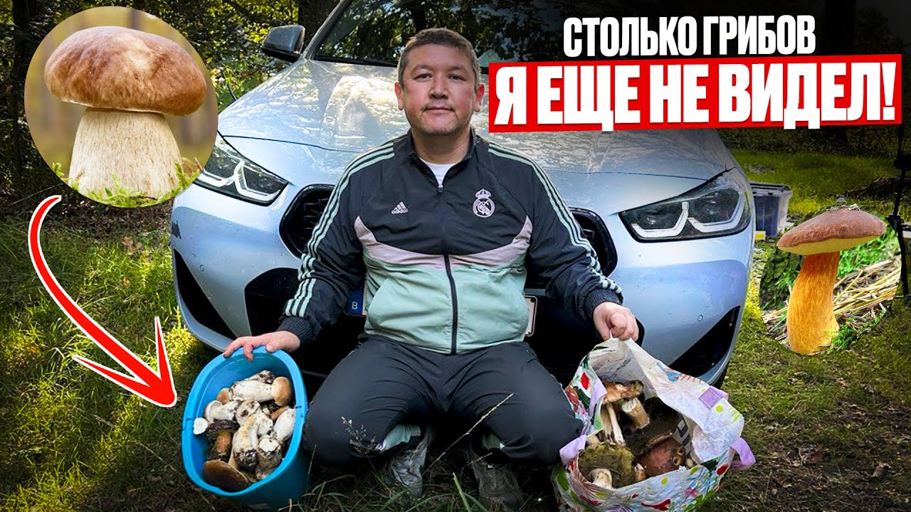 Собираем грибы во Фландрии (Бельгия) #бельгия #грибы #belgium #отдыхвлесу