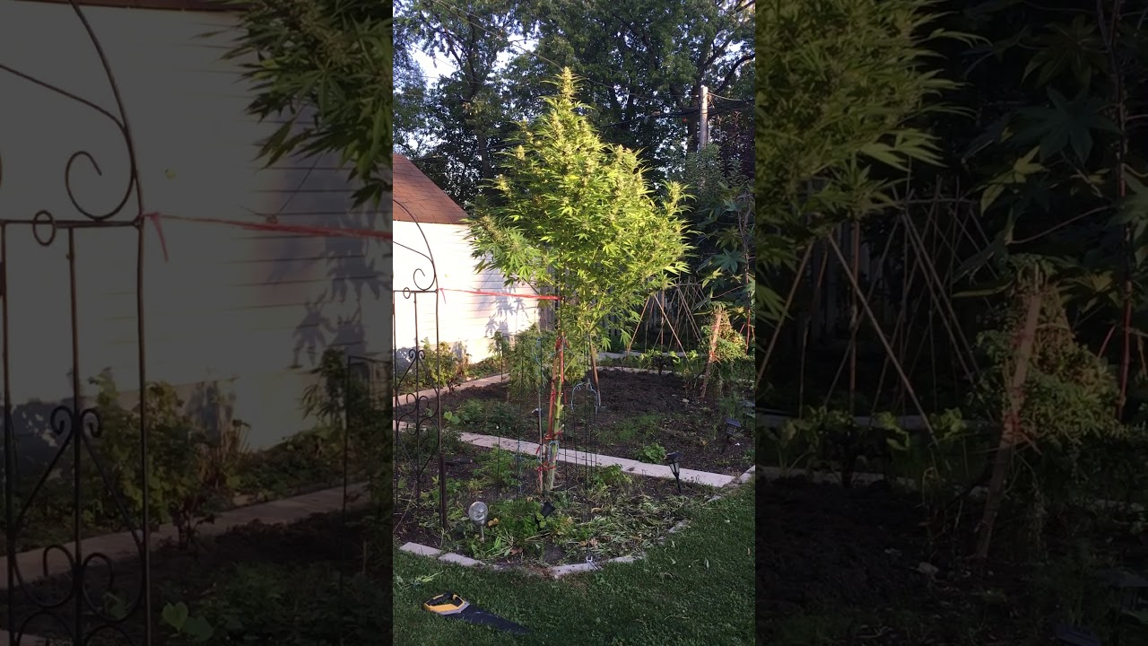 Lollipop Weed Tree -Harvest : Toronto Outdoor Grow