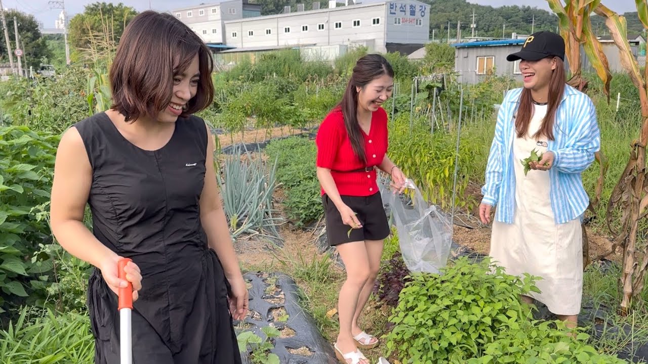 Mấy Chị Em Hái Sạch Vườn Rau Em Hạnh Trồng 🤣🤣