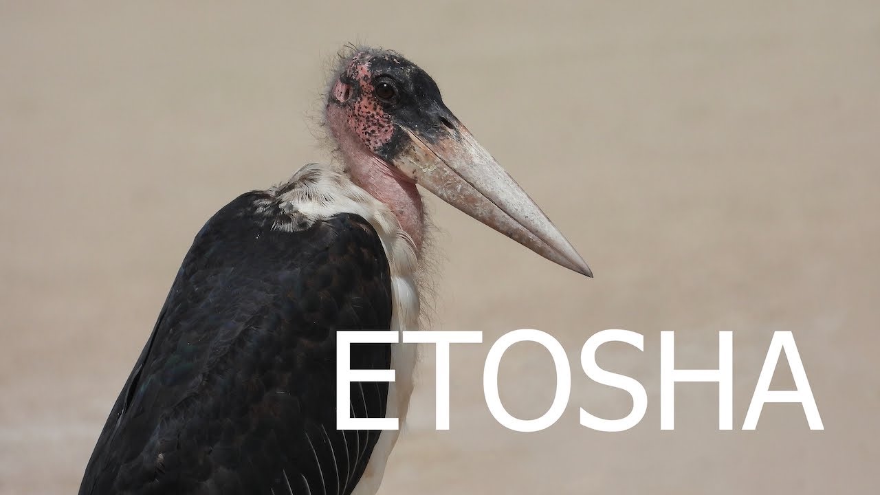 Etosha – part 4