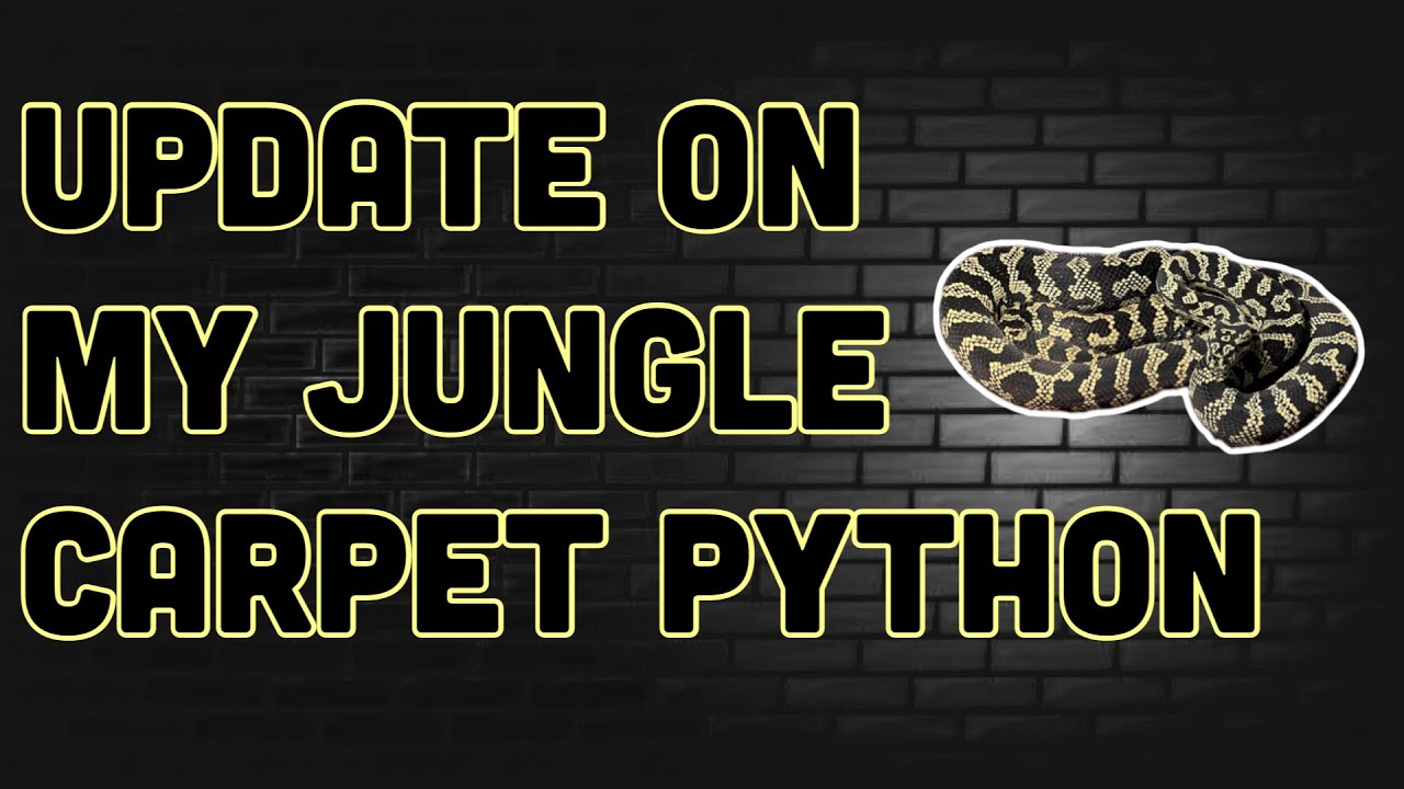Update On My Jungle Carpet Python!!