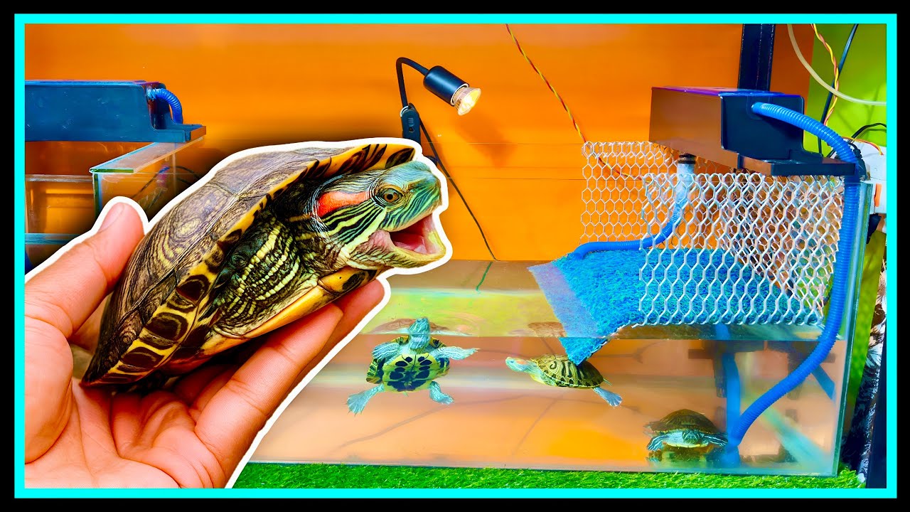 DIY Turtle Tank Setup 🐢 From Glass Pieces to Perfect Home | Care & Growth Tips