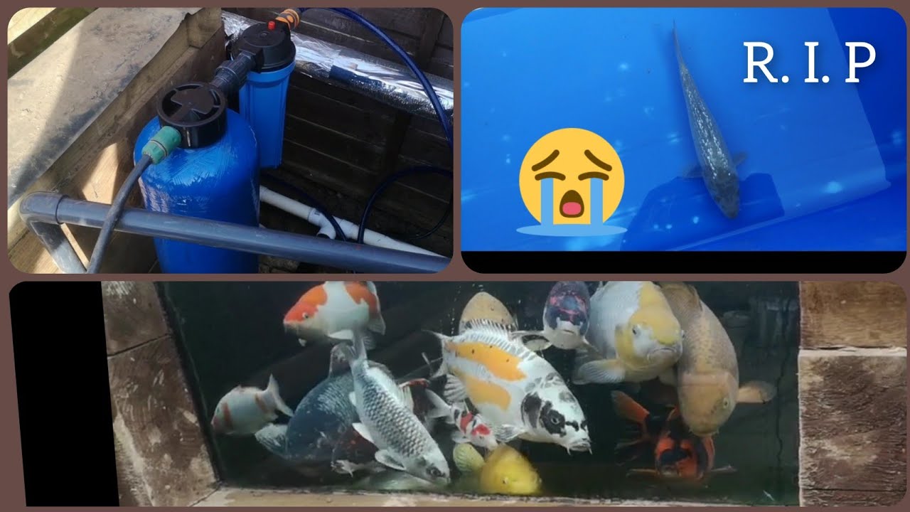 Koi missing 😭 heron? New Big Blue Dechlorinator