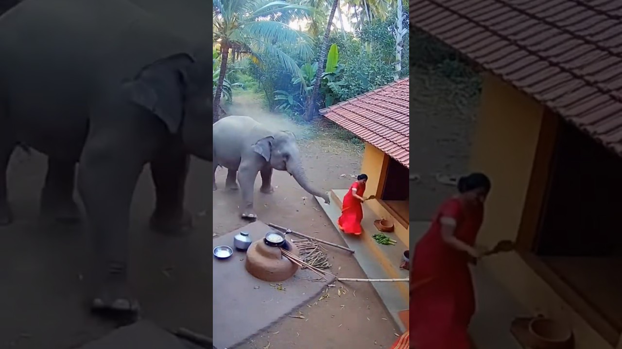 Wild Elephants Attack 😱 | Peaceful Village Turns Chaos | Real Footage
