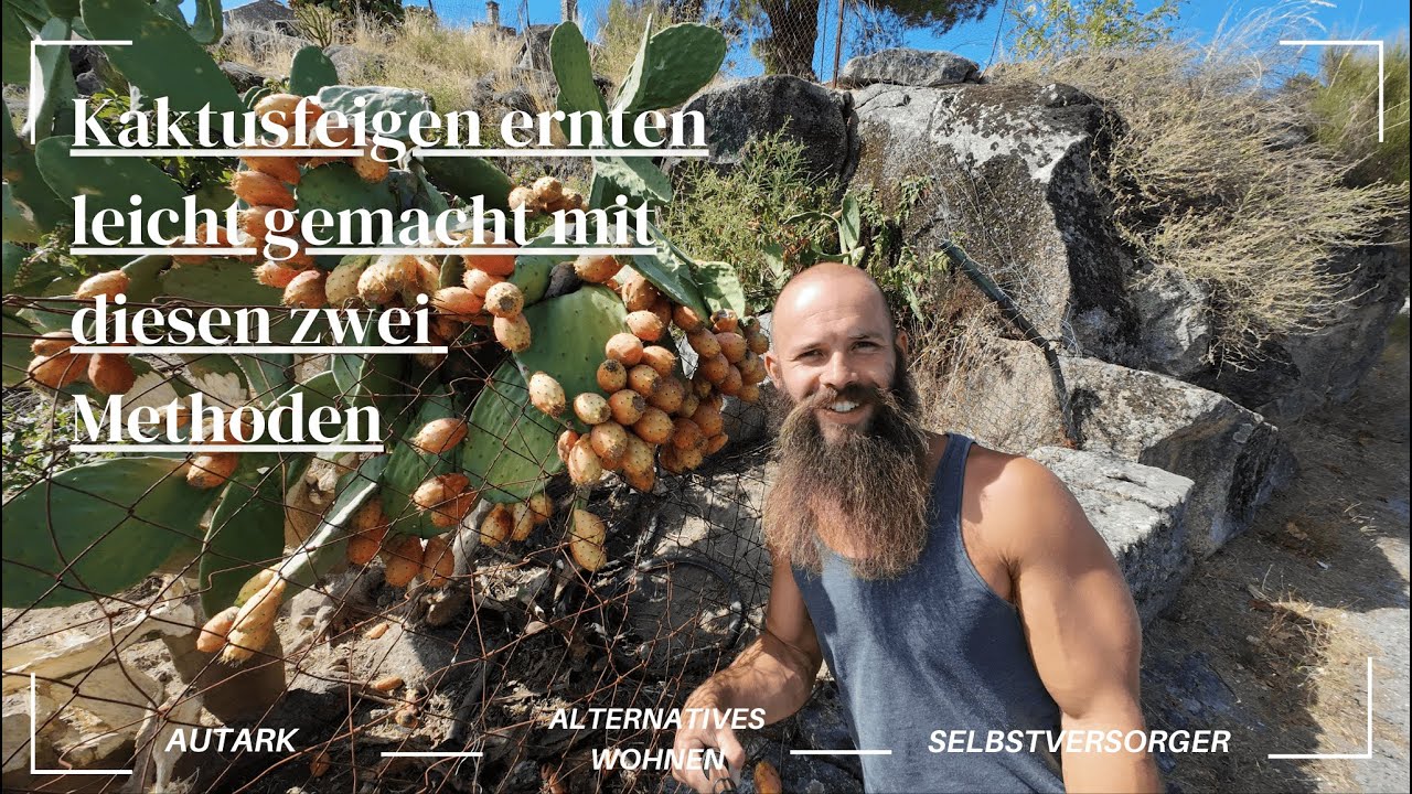 Kaktusfeigen stachelfrei ernten: schnell & einfach mit diesen zwei Methoden