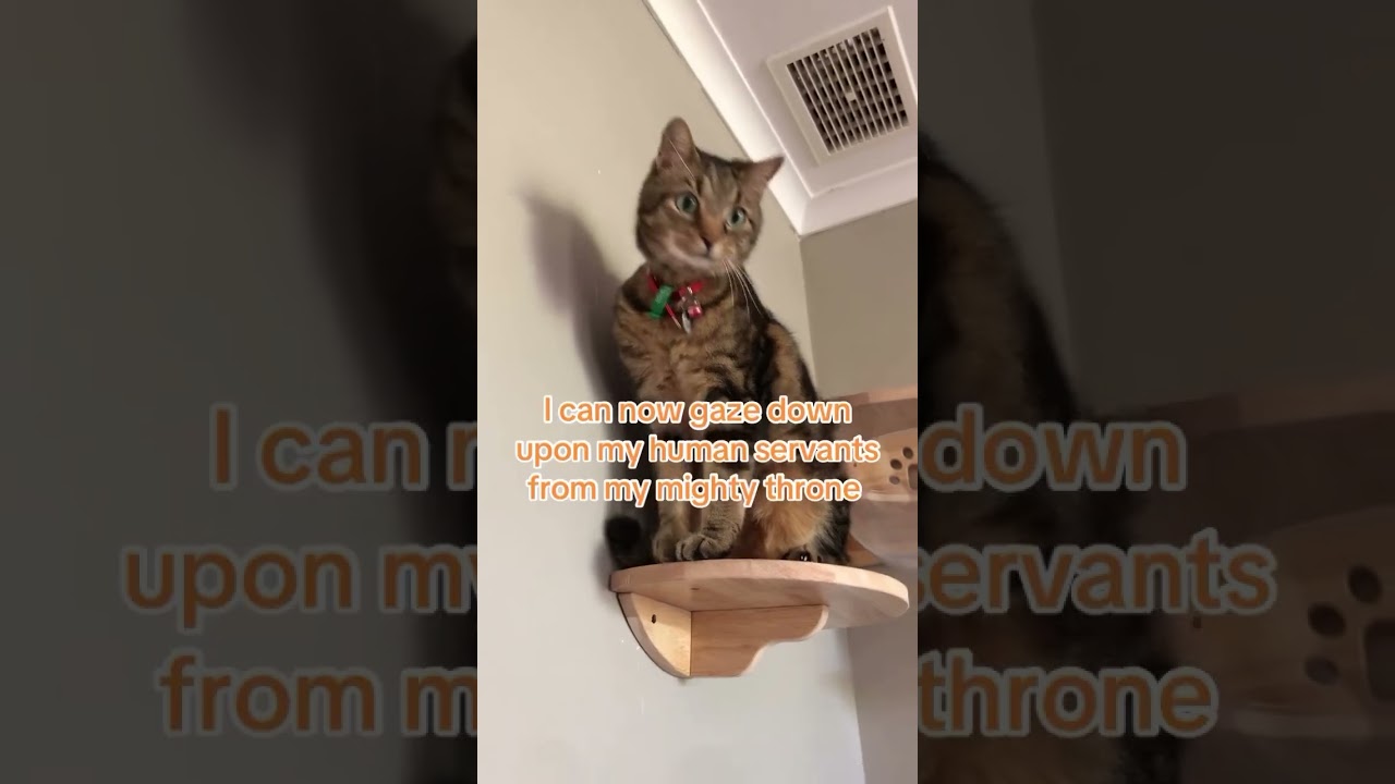 Идеальное дополнение к стене для вашей кошки! 🐱🚀