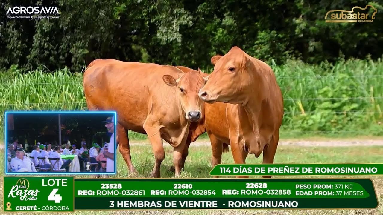 Remate de Razas Criollas VI
