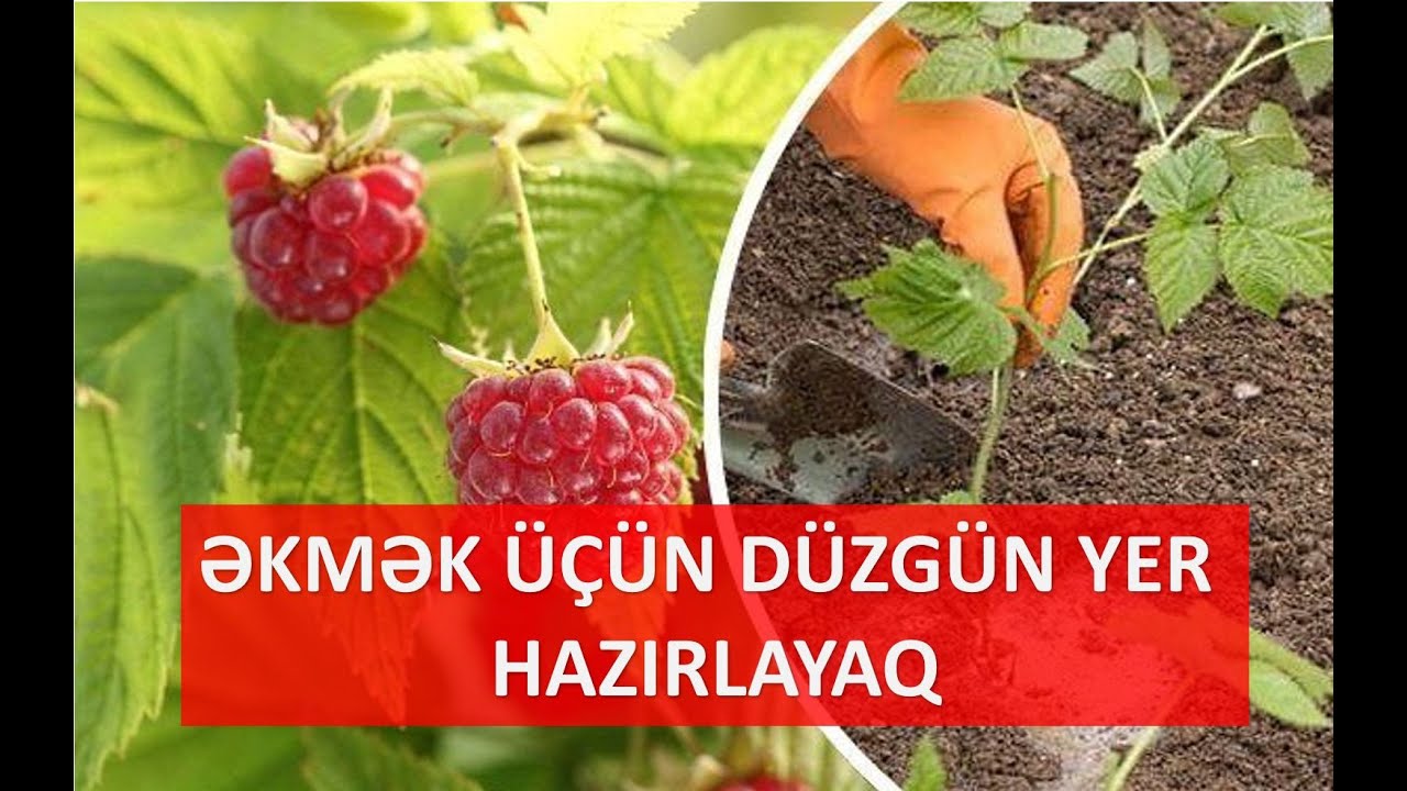 QIRMIZI MORUQ(MALİNA) ÜÇÜN DÜZGÜN ƏKİN YERİ HAZIRLAYAQ.