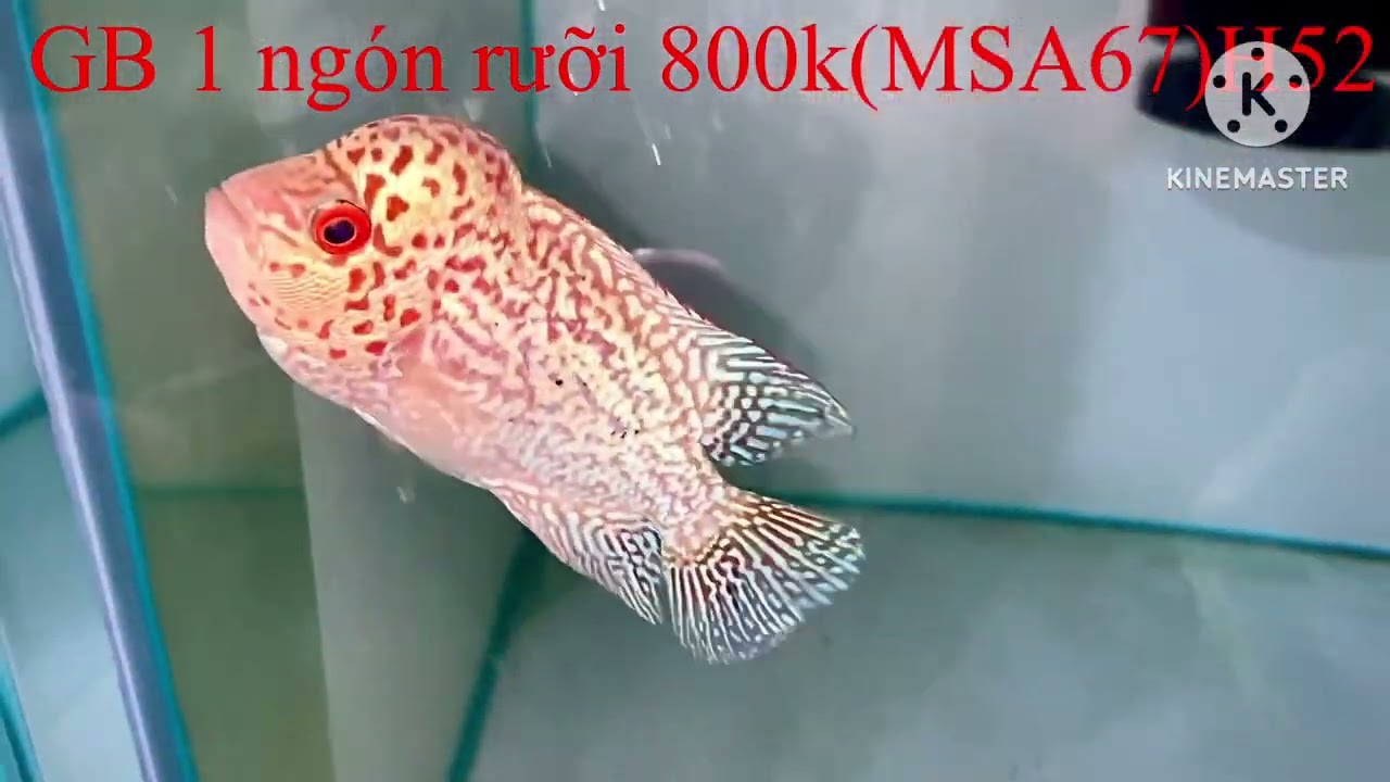 6/2/2025 báo giá lô cá la hán kamfa đẹp zalo 0342936440 la hán Tân phạm