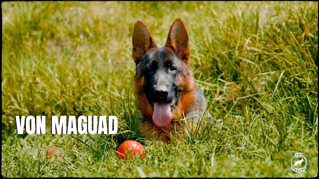 Von Maguad Pastor Alemán / Criadores Profesionales / Cinematic & Documental Video.