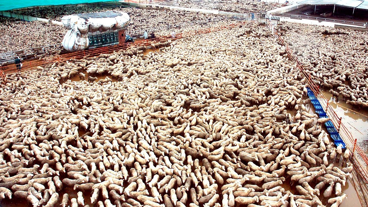 KHỦNG! 120 Triệu Con Cừu Được Nuôi và Thu Hoạch Lông Như Thế Nào?