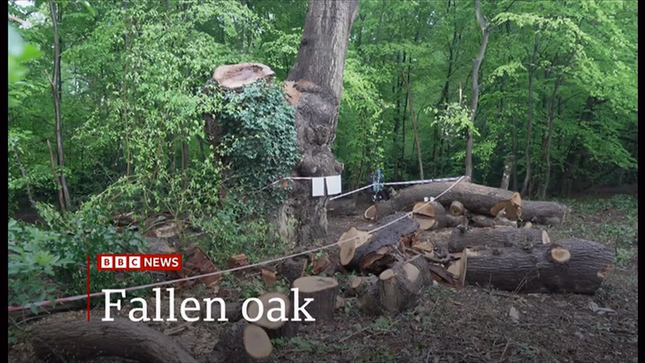 400-year-old  Fallen Oak tree cut down (1) (UK)  15/Apr/2025