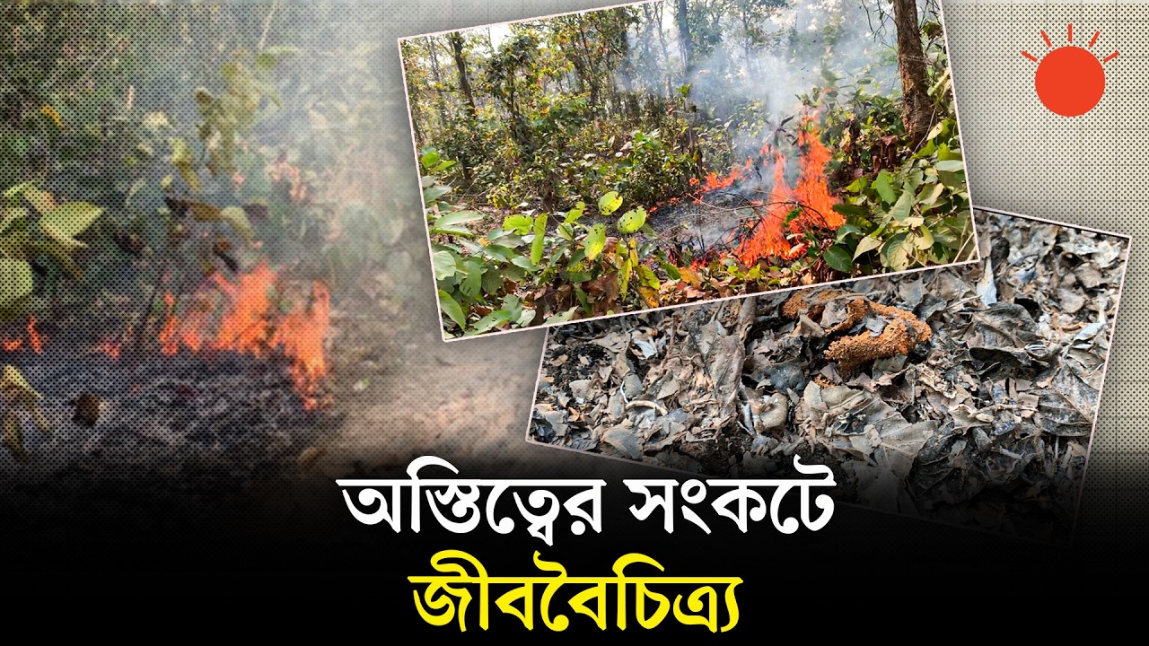 গাজীপুরে রেললাইনঘেঁষা বনে আগুন | Fire at Gazipur Forest | News | Prothom Alo