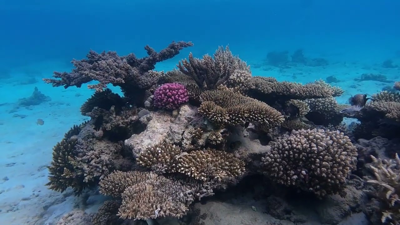 Scandic Resort, Hurghada, Egypt snorkeling