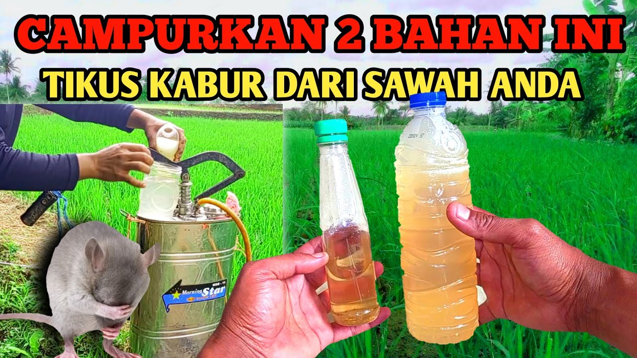 Ampuh❗❗Cara Mengusir Hama Tikus di Sawah yg Merajalela