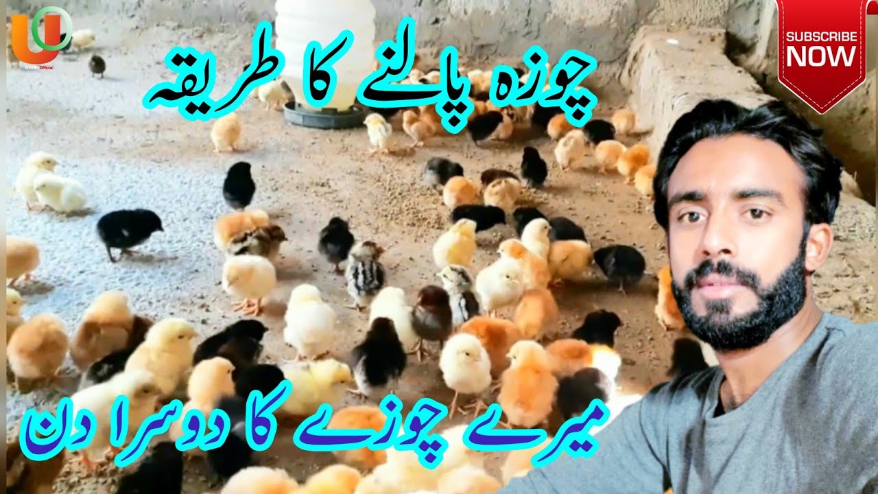 Second day of my chick mery chozy ka dosra din bahut zabardast