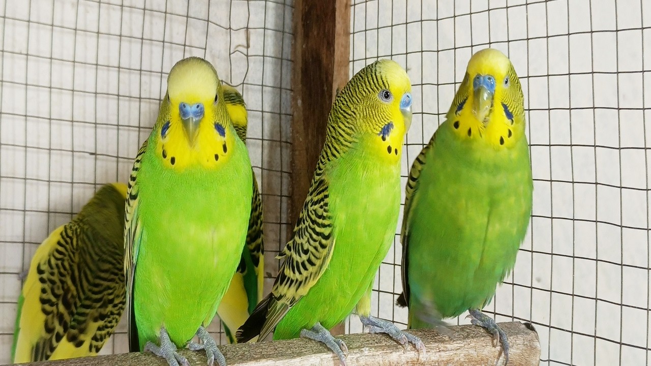 3 Hours of Parakeet Sounds and Playtime | Relaxing Budgie Chirping & Fun Moments