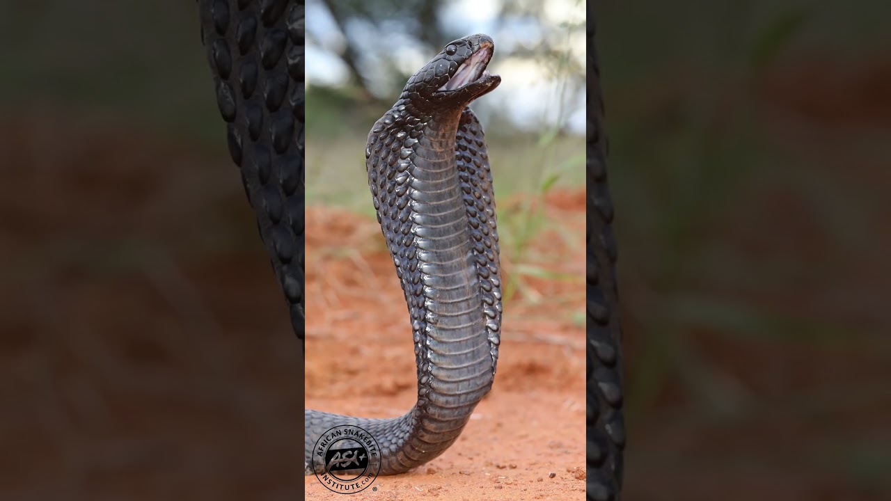 Black Spitting Cobra spitting venom
