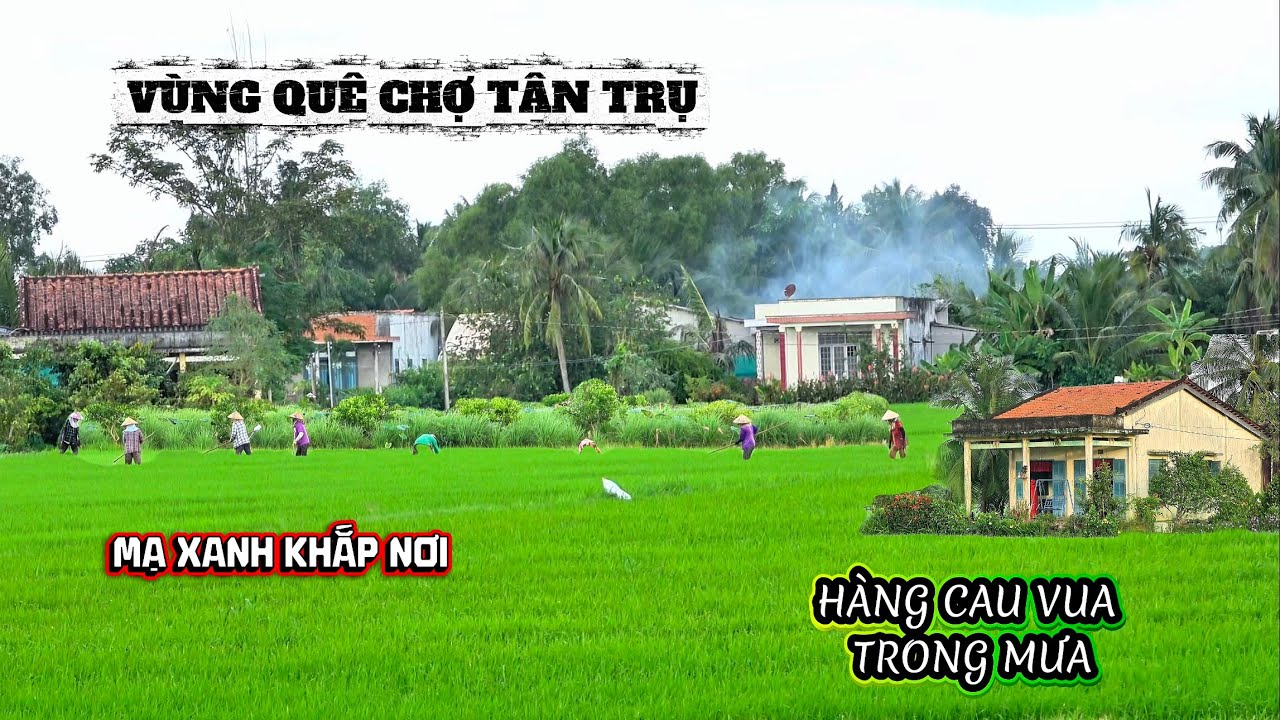 Hàng Cau Trong Mưa , Một Màu Xanh Ngát Vùng Quê Chợ Tân Trụ Mùa Này .