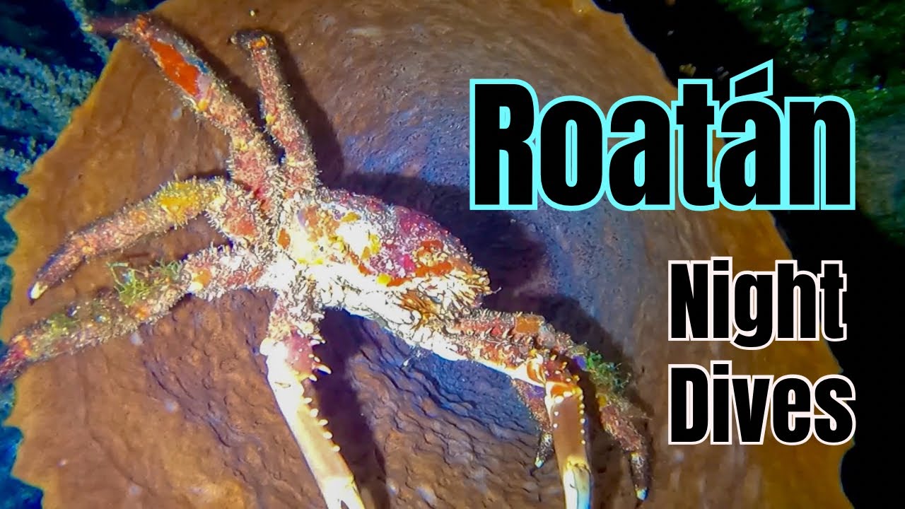 After Dark in Roatán | King Crabs & Spiny Lobsters