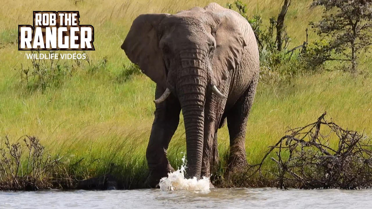 Animals I Saw On A Walk!!| Lalashe Mara Ripoi Safari