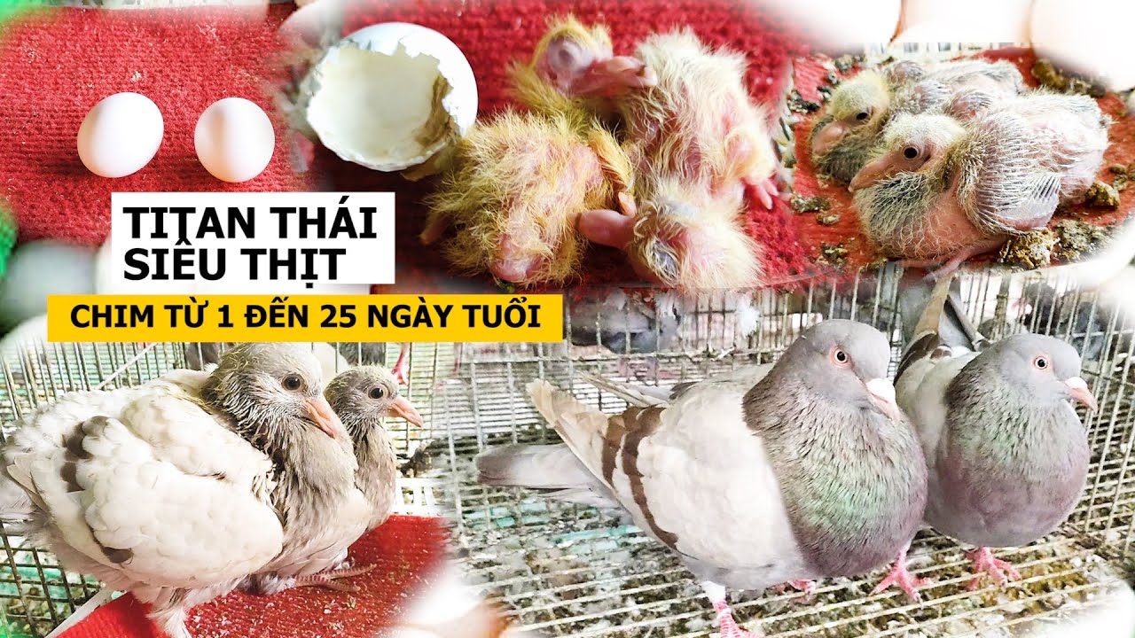 Thú vị sự phát triển từng ngày của chim bồ câu từ lúc mới nở đến trưởng thành