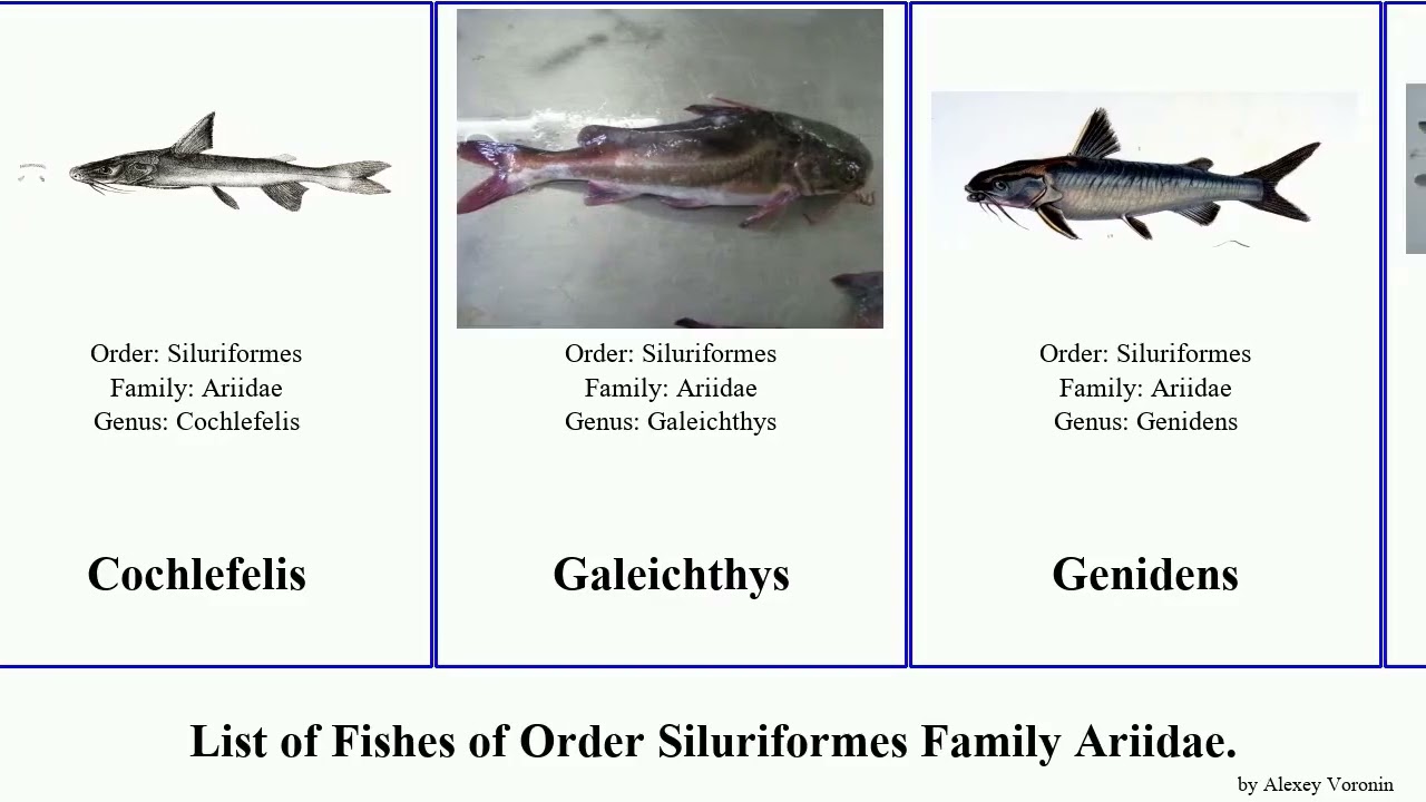 Fishes of Order Siluriformes Family Ariidae catfish arius sea cathorops pan josh sona aguadulce